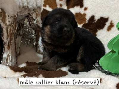 Les chiots de Berger Allemand