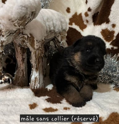 Les chiots de Berger Allemand