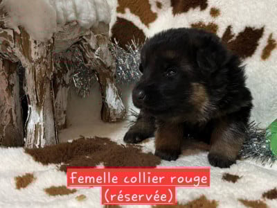 Les chiots de Berger Allemand