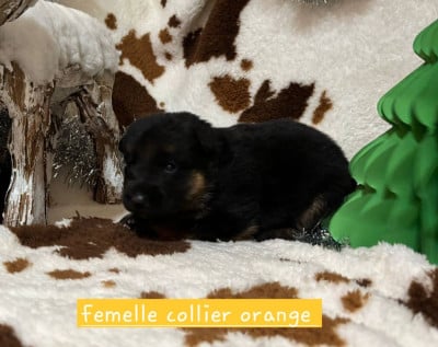 Les chiots de Berger Allemand