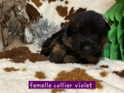 Les chiots de Berger Allemand