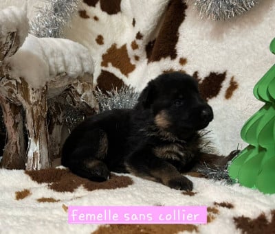 Les chiots de Berger Allemand