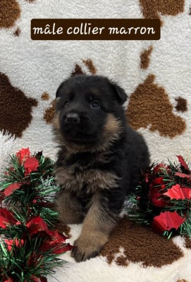 Les chiots de Berger Allemand