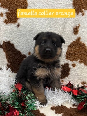 Les chiots de Berger Allemand