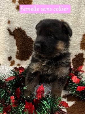 Les chiots de Berger Allemand