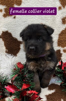 Les chiots de Berger Allemand