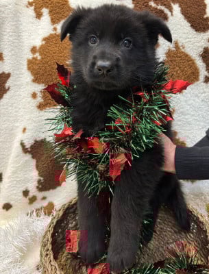 Les chiots de Berger Allemand