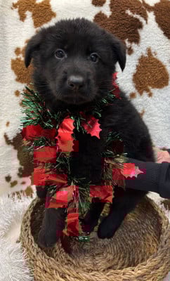 Les chiots de Berger Allemand