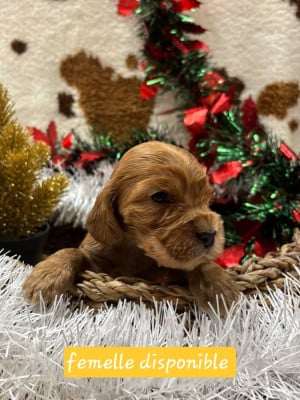 Les chiots de Cocker Spaniel Anglais