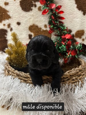 Les chiots de Cocker Spaniel Anglais