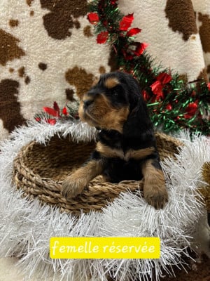 Les chiots de Cocker Spaniel Anglais