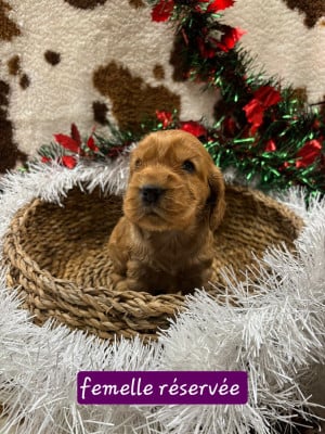 Les chiots de Cocker Spaniel Anglais