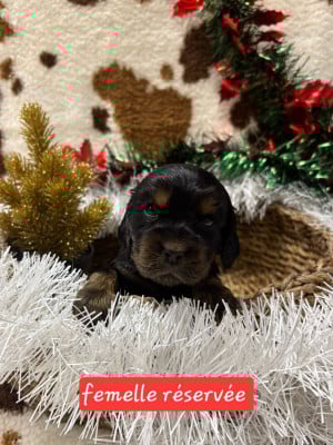 Les chiots de Cocker Spaniel Anglais