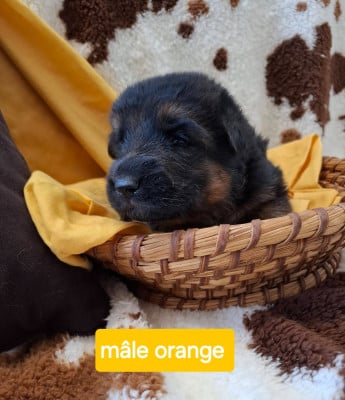 CHIOT 4 - Berger Allemand