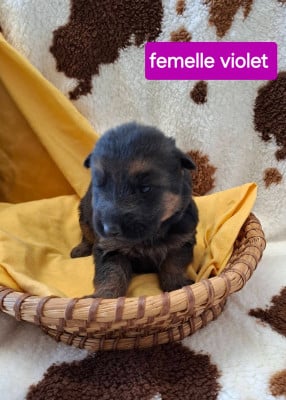 Les chiots de Berger Allemand