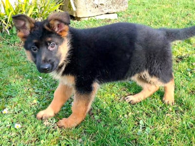 Les chiots de Berger Allemand
