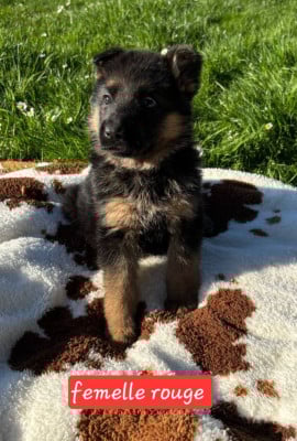 Les chiots de Berger Allemand