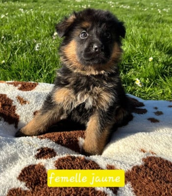 Les chiots de Berger Allemand