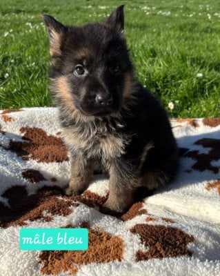 Les chiots de Berger Allemand