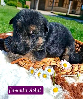 Les chiots de Berger Allemand