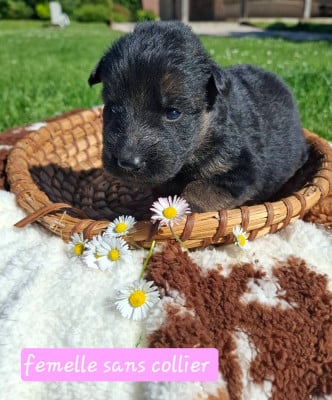 Les chiots de Berger Allemand