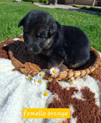 Les chiots de Berger Allemand