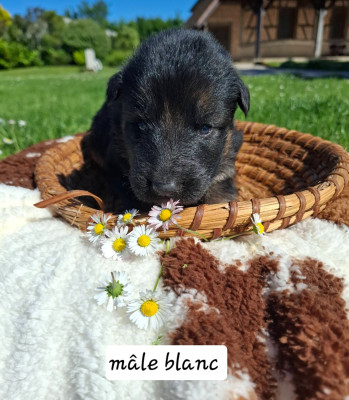 Les chiots de Berger Allemand