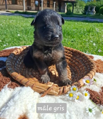 Les chiots de Berger Allemand