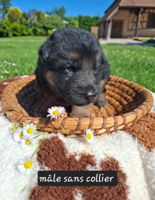 Les chiots de Berger Allemand