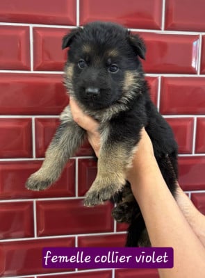 Les chiots de Berger Allemand