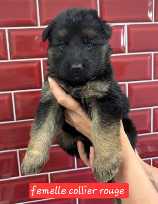 Les chiots de Berger Allemand