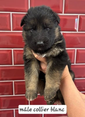 Les chiots de Berger Allemand