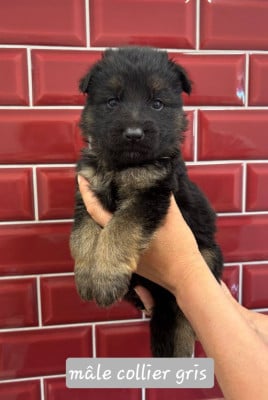 Les chiots de Berger Allemand