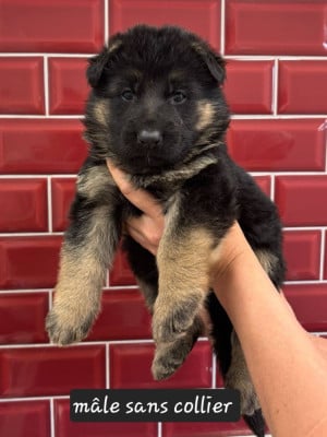 Les chiots de Berger Allemand