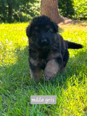 Les chiots de Berger Allemand
