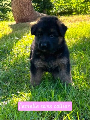 Les chiots de Berger Allemand