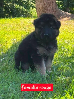 Les chiots de Berger Allemand