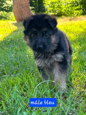 Les chiots de Berger Allemand