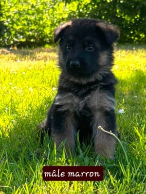 Les chiots de Berger Allemand