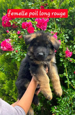 Les chiots de Berger Allemand