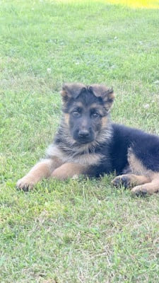 Les chiots de Berger Allemand