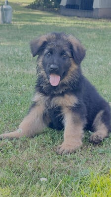 Les chiots de Berger Allemand