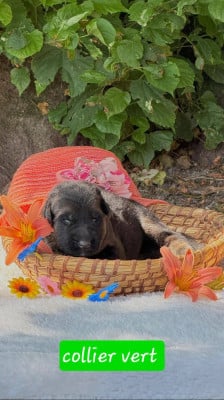 Les chiots de Berger Allemand