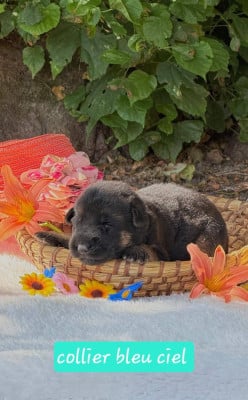 Les chiots de Berger Allemand