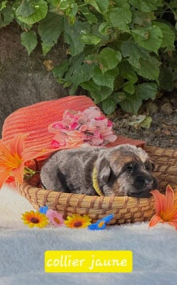 Les chiots de Berger Allemand