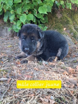 Les chiots de Berger Allemand