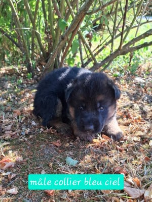 Les chiots de Berger Allemand