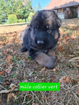 Les chiots de Berger Allemand