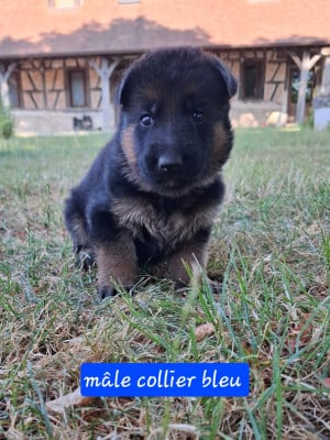 Les chiots de Berger Allemand