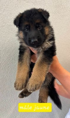 Les chiots de Berger Allemand